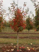Acer saccharum ‘Legacy’ – Legacy Sugar Maple