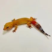 Citrine Leopard Gecko Female 2025-080
