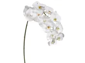 12 Blossom White Phalaenopsis Orchid #195160WW00 Minimum order of 6