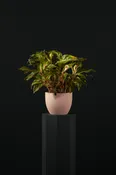 Lily — Bucks Ace