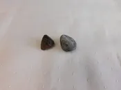 2 PC Florida Turtle Fossils – Toe Pad & Spur