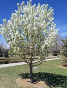 Adirondak Crabapple
