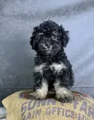 Delilah- Cavapoo Female — Quality Puppies USA
