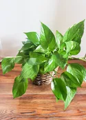 Pothos Philodendron