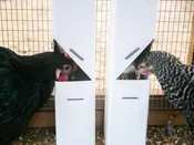 Easy Fill Feeders (Walk-In Series Coops)