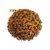 10″ HB : MUM CONELLA ORANGE (M)