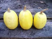 Spaghetti Squash - Way Farms — Chillicothe Farmers Market