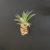 Copper Spiral Air Plant Magnet