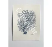 Blue Coral 2