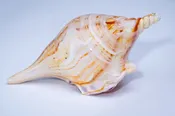 Amber Banded Shell — Expressive Glass