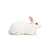 Large Rabbits