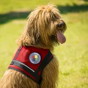 Autism Service Dog Mesh Vest – Puzzle Piece Patch