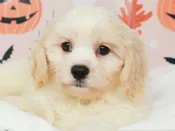 Cavachon – 49681