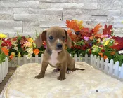 Chiweenie – 8295