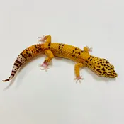 Adult Group 2.3 Raptor Leopard Gecko LBG-08