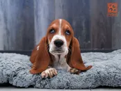 Basset Hound