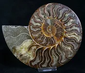 Ammonite Halves
