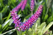Aechmea gamosepala