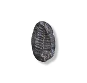 Fern Fossil Cabinet Knob