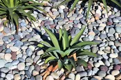 MIXED COLOR MEXICAN BEACH PEBBLES – 1″-2″