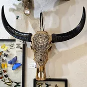 Filigreed Water Buffalo Skull