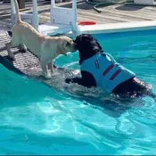 PetStep Pool Ramp for Dogs | Easy, Safe Pool Access