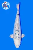 16” Doitsu Platinum Ogon