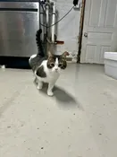Cannoli- Sponsorship — GEM CITY KITTIES