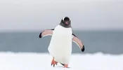 2 SONGS! The Penguin March & The Penguin Song mp3 Download Set