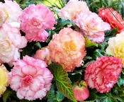 Begonia - Samba Mix