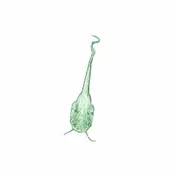 Tadpole NO LIMBS – Watch’n Wonder!