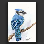 Blue Jay Wall Art For Any Decor Style | Clint Eagar Design