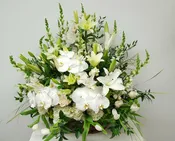 Premium Tribute In Whites