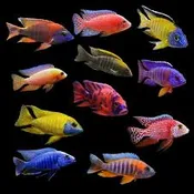 Cichlid Peacock African Asst