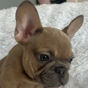 Blue Fawn Frenchie for Sale