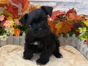Miniature Schnauzer – 9740