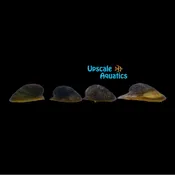 Batman Nerite Snail (Neritina auriculata)