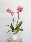 Classic Orchid — Flowers, Etcetera by Denise