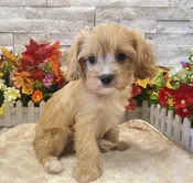 Cavapoo – 3096