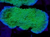 WYSIWYG Leng Sy Montipora Cap