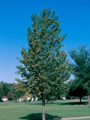 Boulevard Linden (Tilia americana ‘Boulevard’)