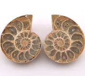Ammonite Pair from Madagascar