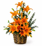 Basket of Orange Lilies
