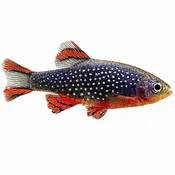 Galaxy Rasboras for Sale (Celestial Pearl Danio) (shipping 10/5/26)