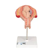 3B 5th Month Fetus Breech Position