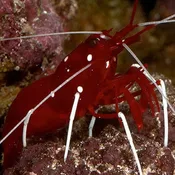 Fire Shrimp