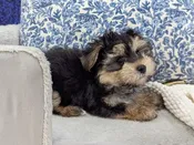 Morkie – 13945