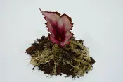Begonia 'Red Robin' (2-Pack)