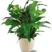 Spathiphyllum Plant