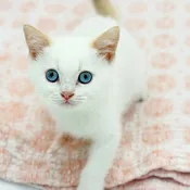 British Shorthair (M)- 31303